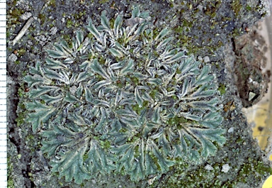 APII jpeg image of Riccia sp.  © contact APII