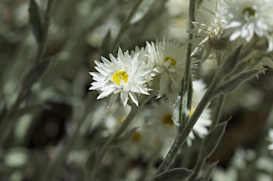 APII jpeg image of Argentipallium blandowskianum  © contact APII