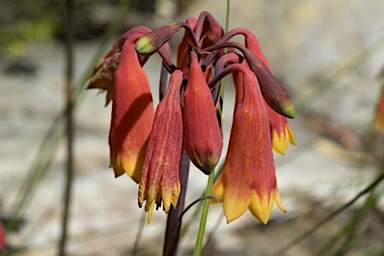 APII jpeg image of Blandfordia grandiflora  © contact APII