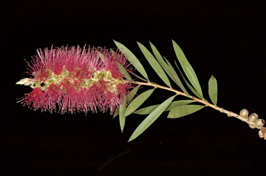 APII jpeg image of Callistemon megalongensis  © contact APII