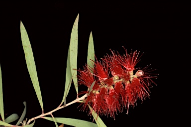 APII jpeg image of Callistemon viminalis 'Wild River'  © contact APII