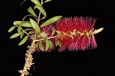 APII jpeg image of Callistemon  © contact APII