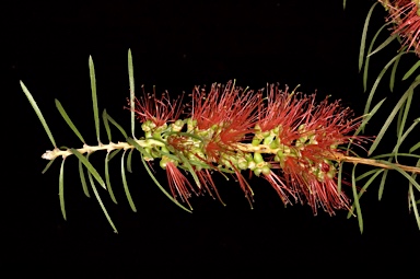 APII jpeg image of Callistemon linearis  © contact APII