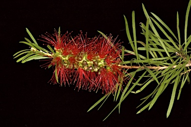 APII jpeg image of Callistemon linearis  © contact APII