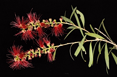 APII jpeg image of Callistemon viminalis 'Ayr'  © contact APII