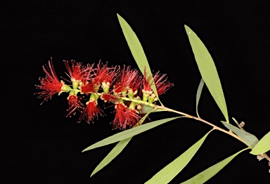 APII jpeg image of Callistemon viminalis 'Luster Creek'  © contact APII