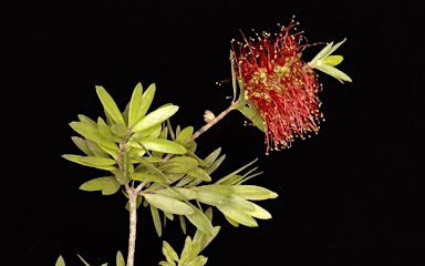 APII jpeg image of Callistemon 'Tinaroo Dazzler'  © contact APII