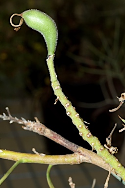 APII jpeg image of Hakea pulvinifera  © contact APII