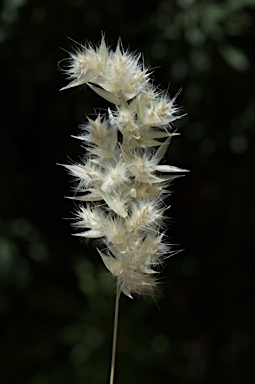 APII jpeg image of Austrodanthonia richardsonii  © contact APII