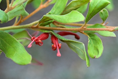 APII jpeg image of Grevillea mollis  © contact APII