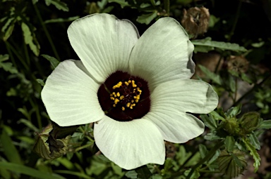 APII jpeg image of Hibiscus trionum  © contact APII
