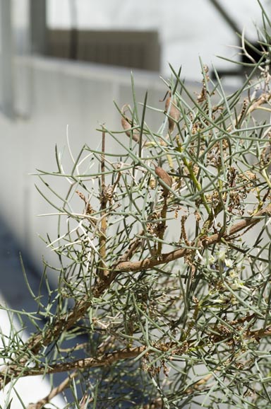 APII jpeg image of Hakea pulvinifera  © contact APII