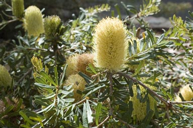 APII jpeg image of Banksia marginata 'Cape Patterson Dwarf'  © contact APII