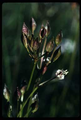 APII jpeg image of Burchardia umbellata  © contact APII