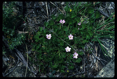 APII jpeg image of Geranium antrorsum  © contact APII