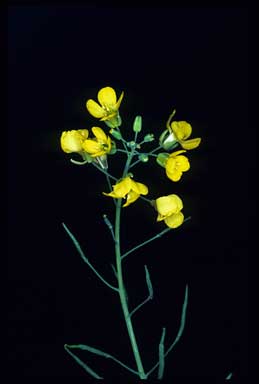 APII jpeg image of Brassica oleracea  © contact APII