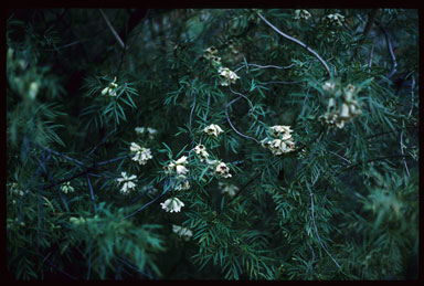 APII jpeg image of Pandorea doratoxylon  © contact APII