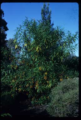 APII jpeg image of Solanum aviculare  © contact APII