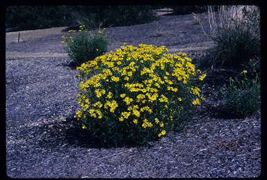 APII jpeg image of Senecio spanomerus  © contact APII