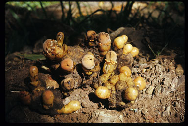 APII jpeg image of Balanophora fungosa subsp. fungosa  © contact APII