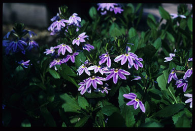 APII jpeg image of Scaevola 'Zig Zag'  © contact APII