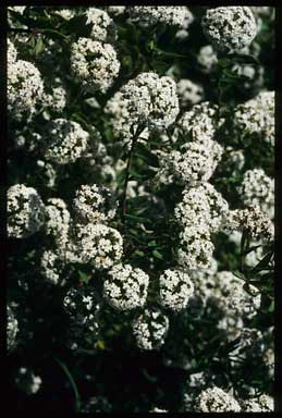 APII jpeg image of Platysace lanceolata 'Robyn's Bush Posy'  © contact APII