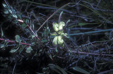 APII jpeg image of Grevillea mucronulata  © contact APII