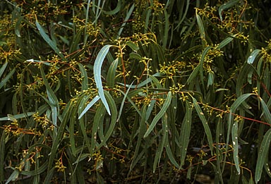 APII jpeg image of Eucalyptus camaldulensis  © contact APII