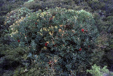 APII jpeg image of Banksia caleyi  © contact APII