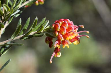 APII jpeg image of Grevillea 'Fireworks'  © contact APII