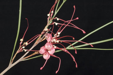 APII jpeg image of Grevillea 'Long John'  © contact APII