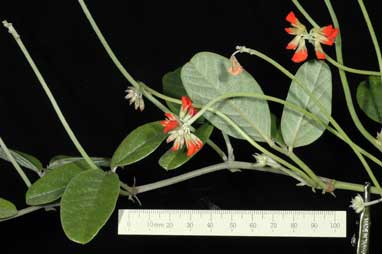 APII jpeg image of Kennedia 'KencoralGL'  © contact APII