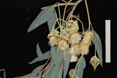 APII jpeg image of Eucalyptus 'Dave Gordon'  © contact APII