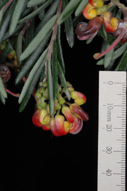 APII jpeg image of Grevillea 'Charlie's Angel'  © contact APII