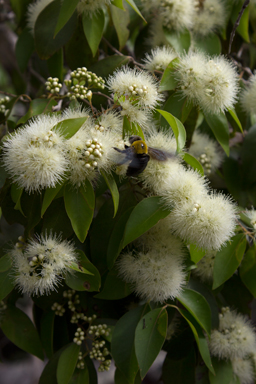 APII jpeg image of Backhousia tetraptera  © contact APII