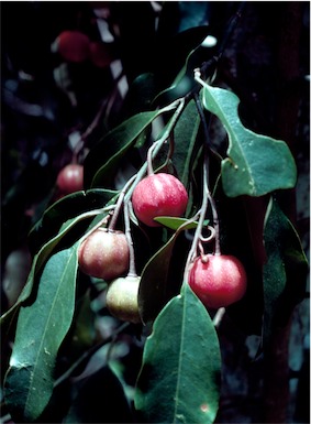 APII jpeg image of Galbulimima belgraveana  © contact APII