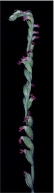 APII jpeg image of Spiranthes sp. nov.  © contact APII