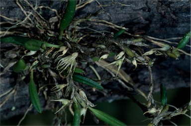 APII jpeg image of Bulbophyllum grandimesense  © contact APII