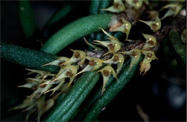 APII jpeg image of Bulbophyllum wadsworthii  © contact APII