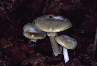 APII jpeg image of Amanita phalloides  © contact APII