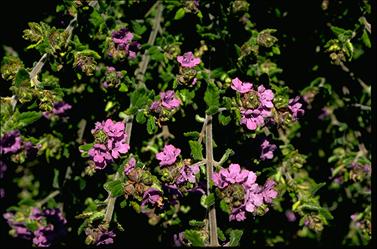 APII jpeg image of Prostanthera incana  © contact APII