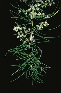 APII jpeg image of Asparagus racemosus  © contact APII