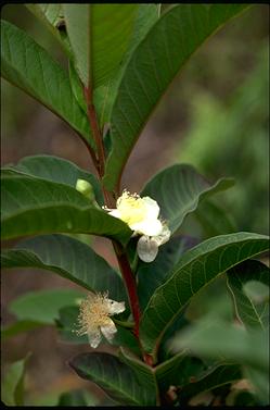 APII jpeg image of Psidium guajava  © contact APII