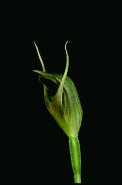 APII jpeg image of Pterostylis pedunculata  © contact APII