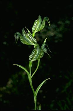 APII jpeg image of Pterostylis recurva  © contact APII