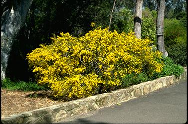 APII jpeg image of Pultenaea altissima  © contact APII