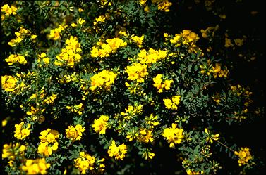 APII jpeg image of Pultenaea flexilis  © contact APII