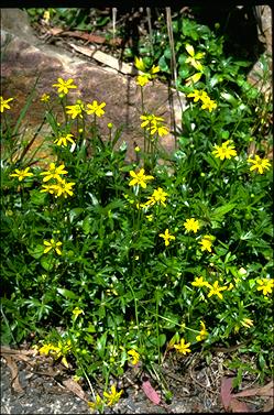 APII jpeg image of Ranunculus papulentus  © contact APII