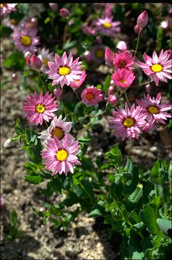 APII jpeg image of Rhodanthe manglesii  © contact APII