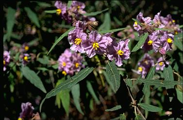 APII jpeg image of Solanum curvicuspe  © contact APII